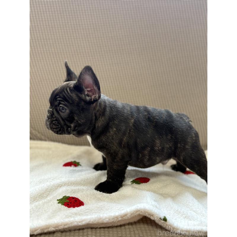 販売中の千葉県のフレンチブルドッグ-443323の3枚目