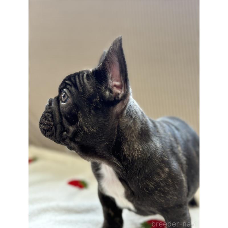 販売中の千葉県のフレンチブルドッグ-443323の2枚目