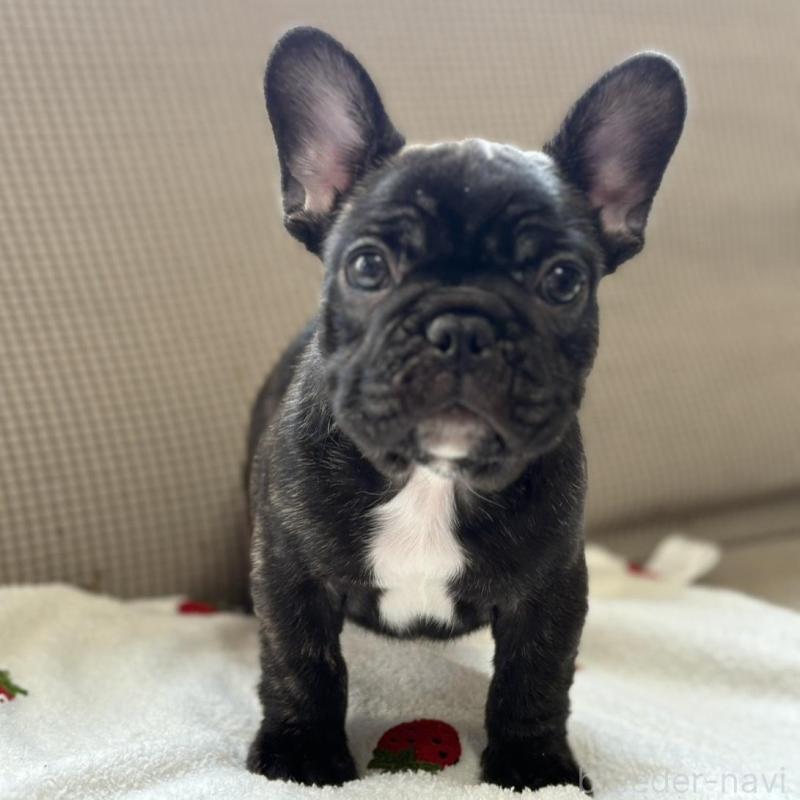 販売中の千葉県のフレンチブルドッグ-443323の1枚目