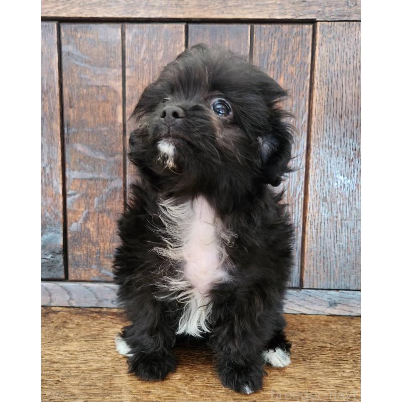 販売中の大阪府のポメプー:ポメラニアン×トイプードル-443324の12枚目