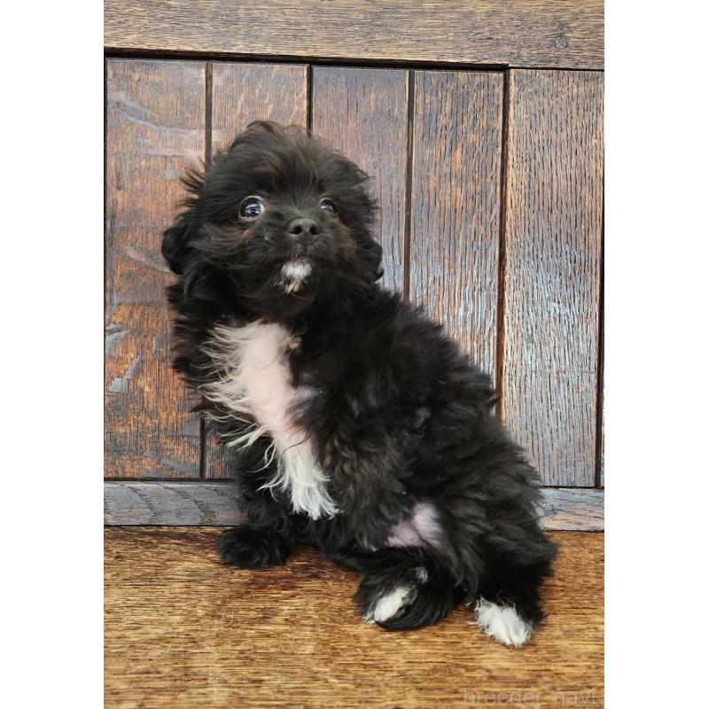 販売中の大阪府のポメプー:ポメラニアン×トイプードル-443324の10枚目