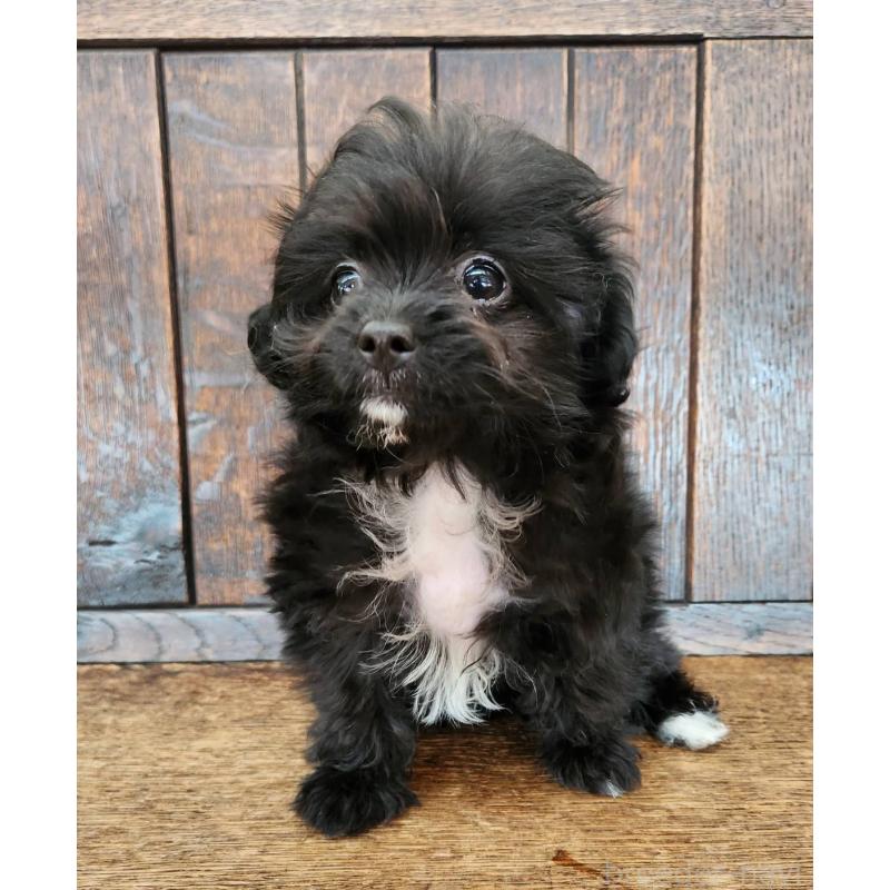 販売中の大阪府のポメプー:ポメラニアン×トイプードル-443324の9枚目