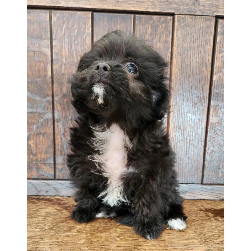 販売中の大阪府のポメプー:ポメラニアン×トイプードル-443324の8枚目