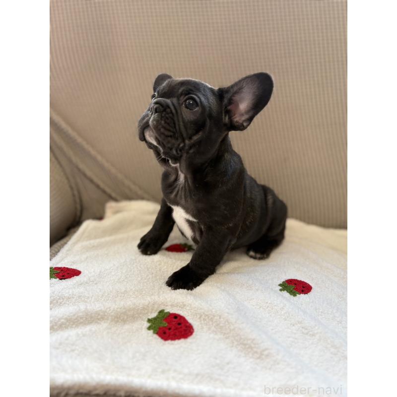 販売中の千葉県のフレンチブルドッグ-443325の4枚目