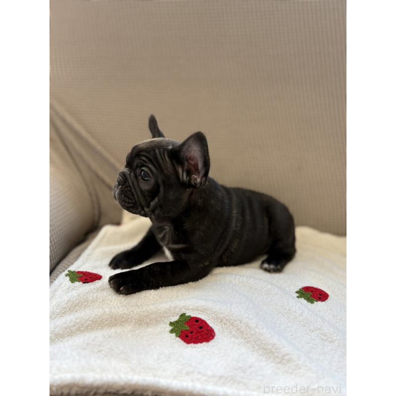販売中の千葉県のフレンチブルドッグ-443325の2枚目