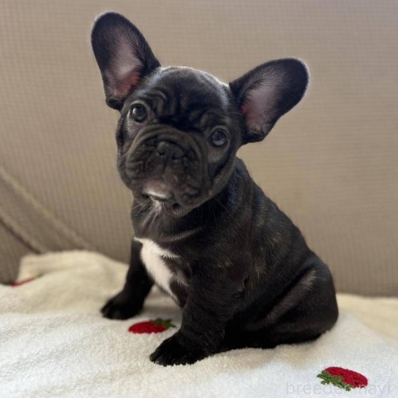 販売中の千葉県のフレンチブルドッグ-443325