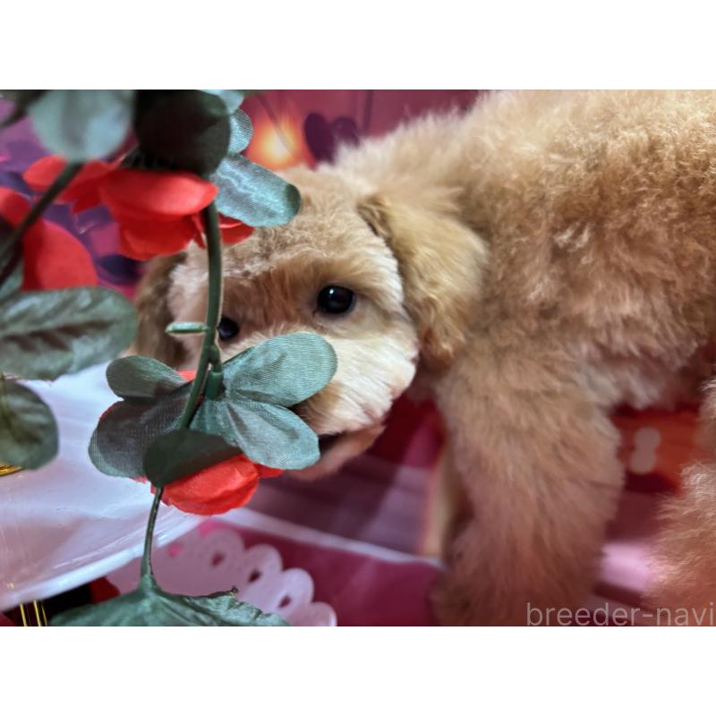 販売中の栃木県のタイニープードル-424869の10枚目