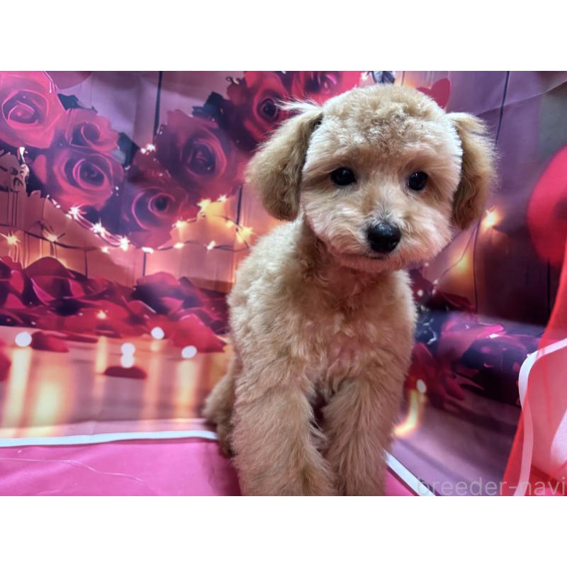 販売中の栃木県のタイニープードル-424869の9枚目