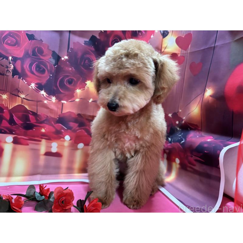 販売中の栃木県のタイニープードル-424869の7枚目