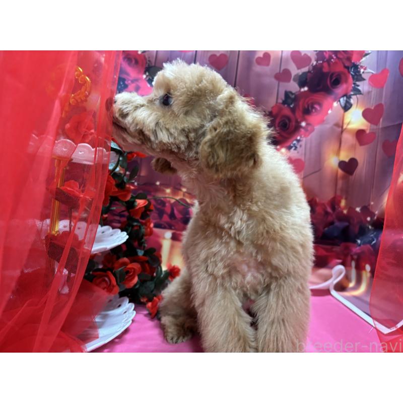 販売中の栃木県のタイニープードル-424869の6枚目