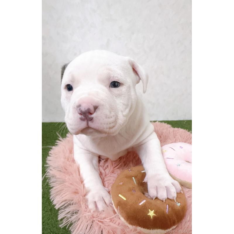 販売中の徳島県のアメリカンピットブルテリア-443327の2枚目