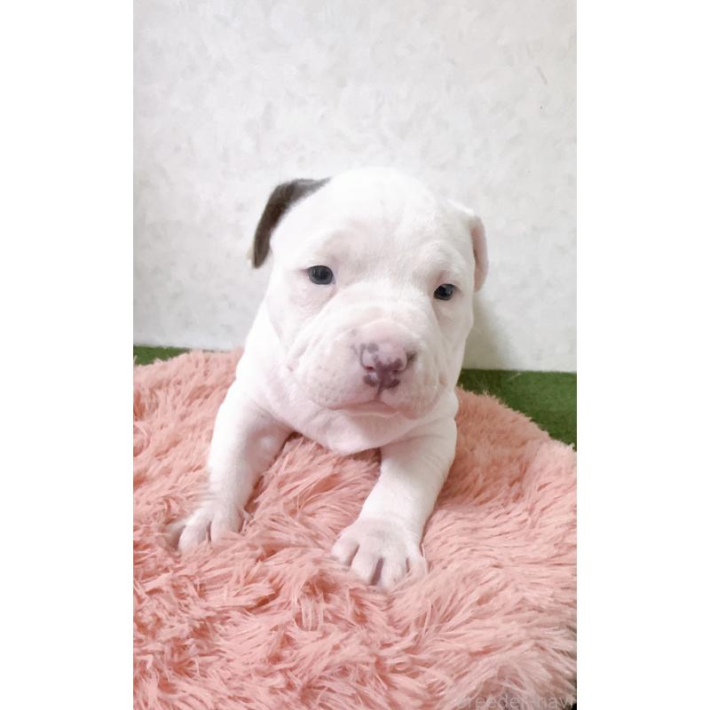 販売中の徳島県のアメリカンピットブルテリア-443327の1枚目