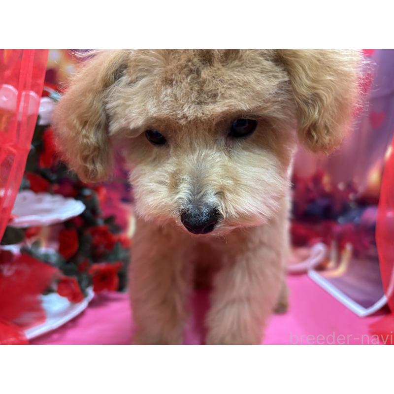 販売中の栃木県のタイニープードル-424869の3枚目