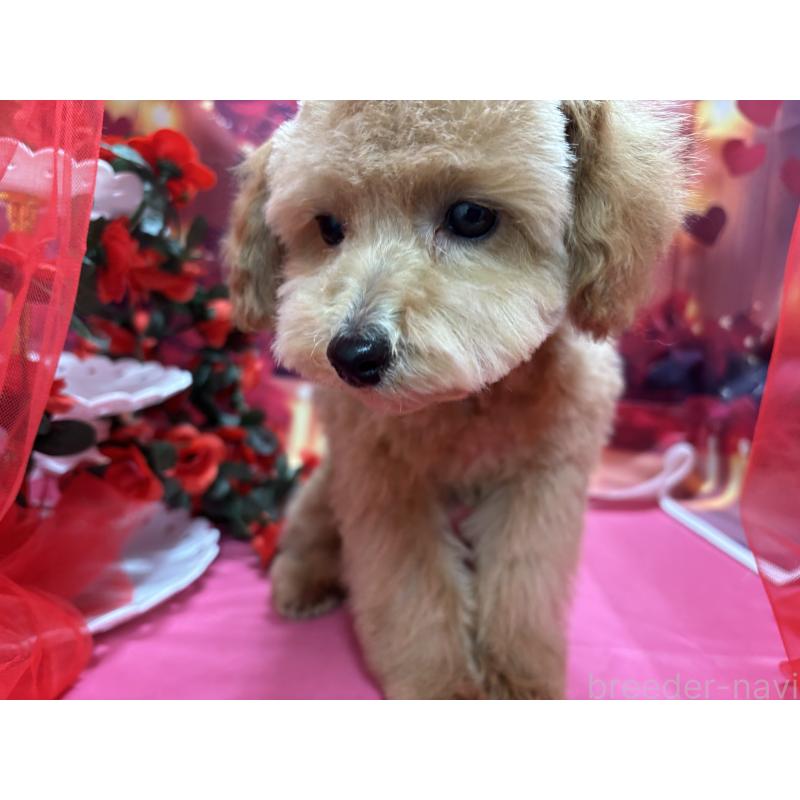 販売中の栃木県のタイニープードル-424869の2枚目