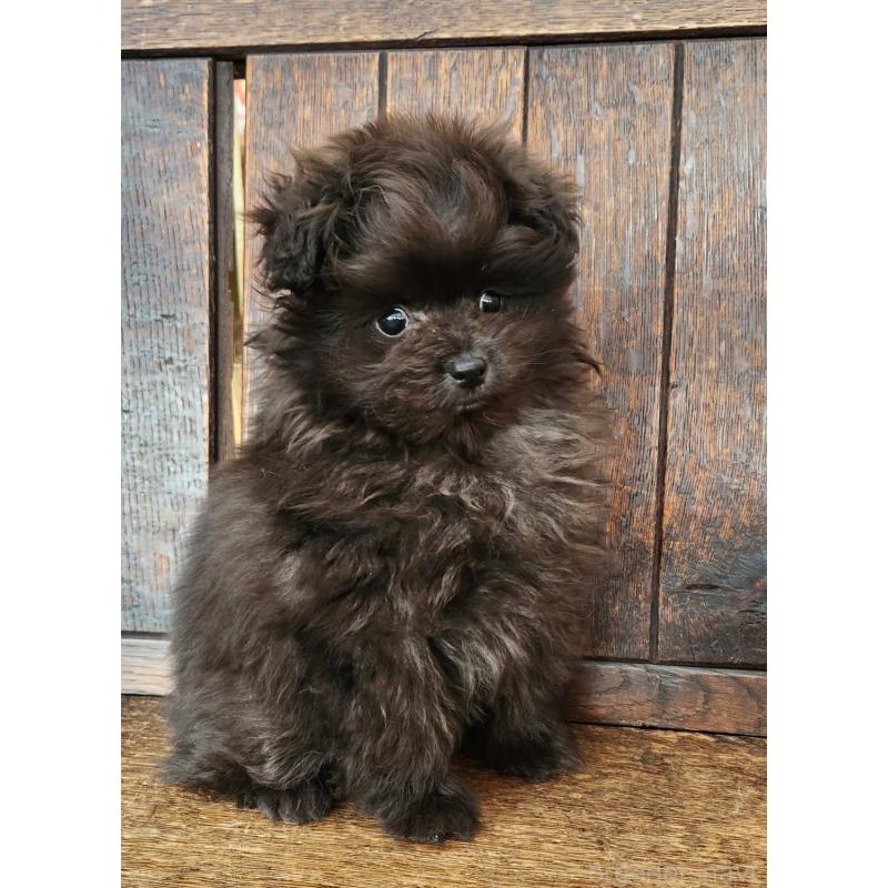 販売中の大阪府のポメプー:ポメラニアン×トイプードル-443326の8枚目