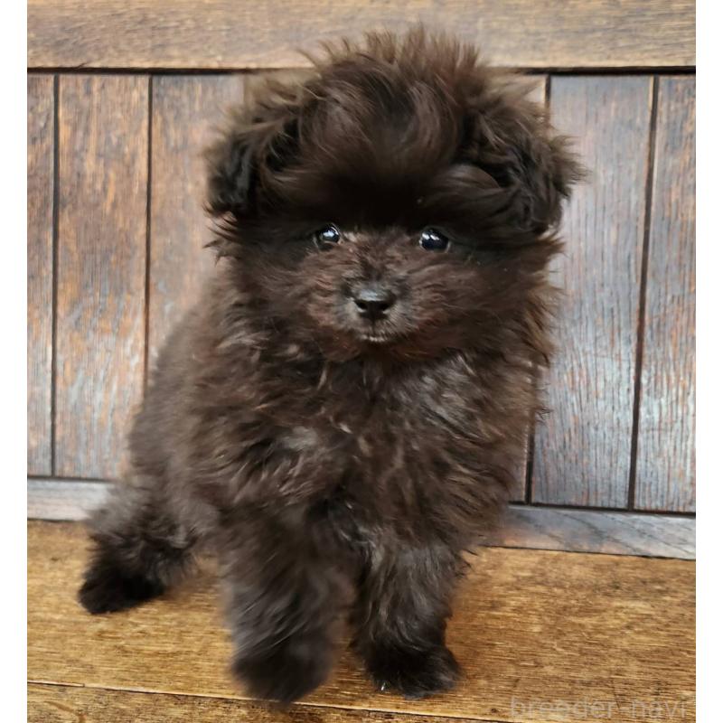 販売中の大阪府のポメプー:ポメラニアン×トイプードル-443326の7枚目