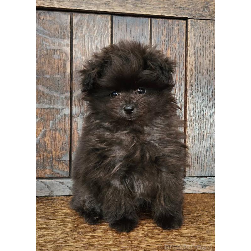 販売中の大阪府のポメプー:ポメラニアン×トイプードル-443326の6枚目