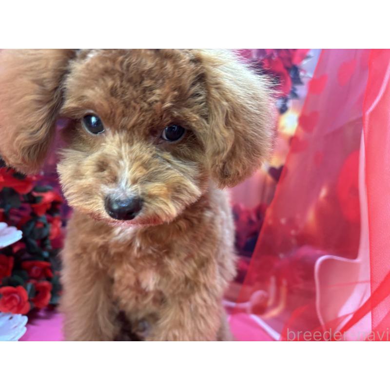 販売中の栃木県のタイニープードル-424872