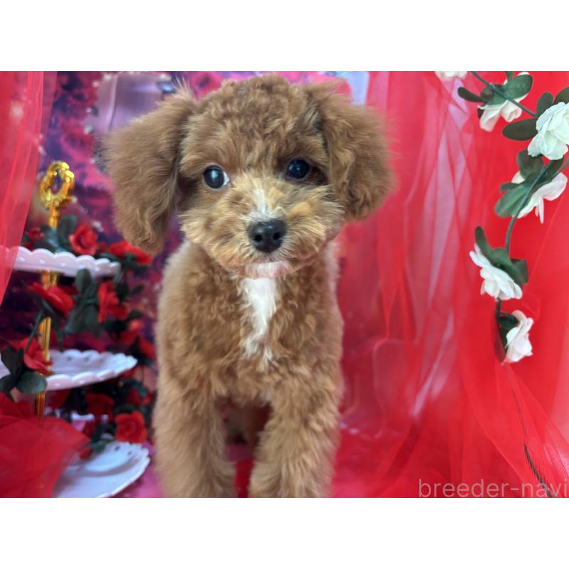 販売中の栃木県のタイニープードル-424872の10枚目