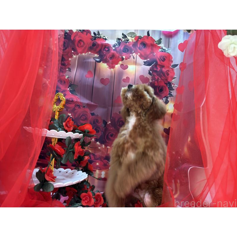 販売中の栃木県のタイニープードル-424872の8枚目