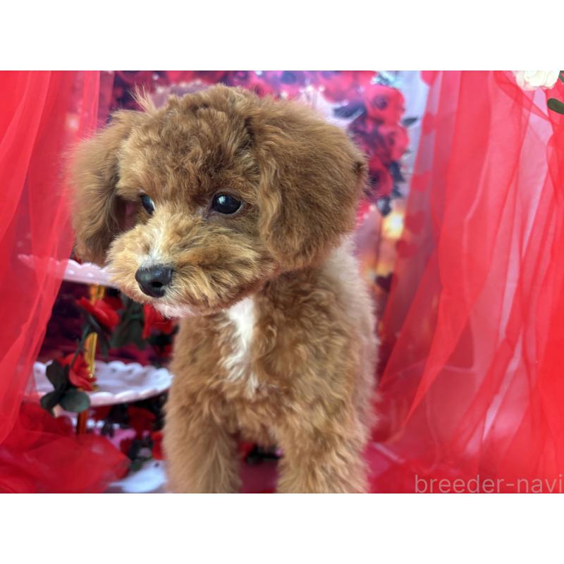 販売中の栃木県のタイニープードル-424872の7枚目