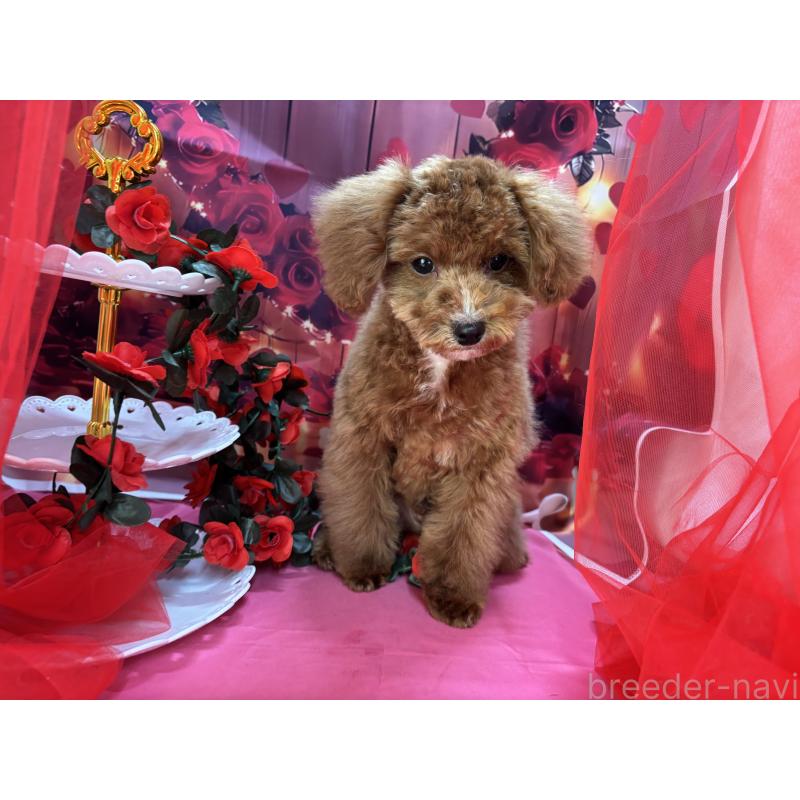 販売中の栃木県のタイニープードル-424872の6枚目