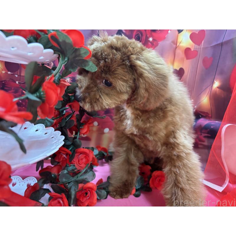 販売中の栃木県のタイニープードル-424872の5枚目