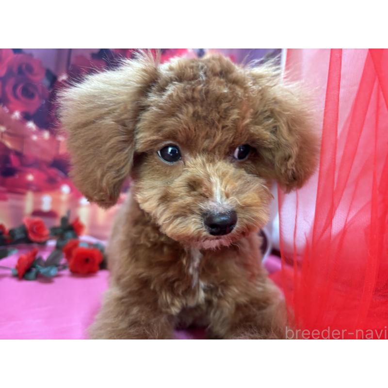 販売中の栃木県のタイニープードル-424872の2枚目