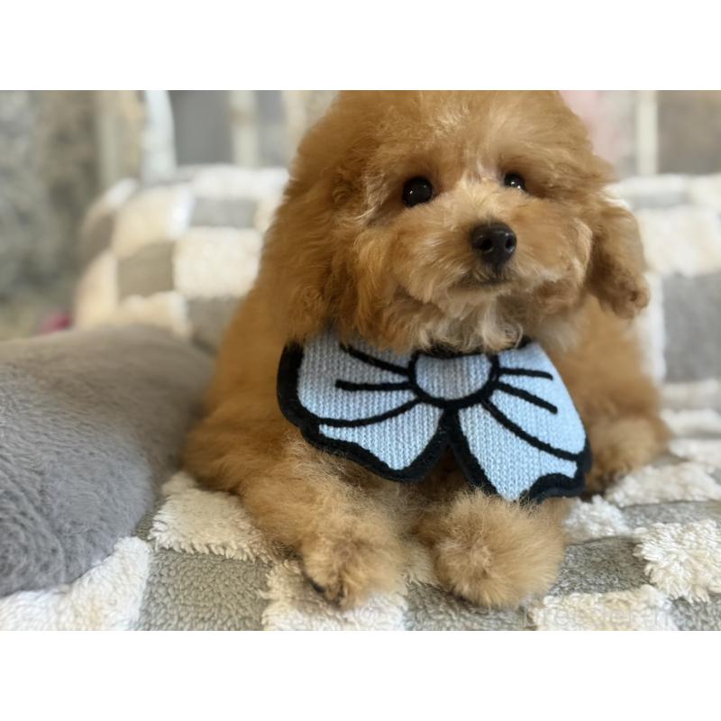 販売中の大阪府のトイプードル-443328の4枚目