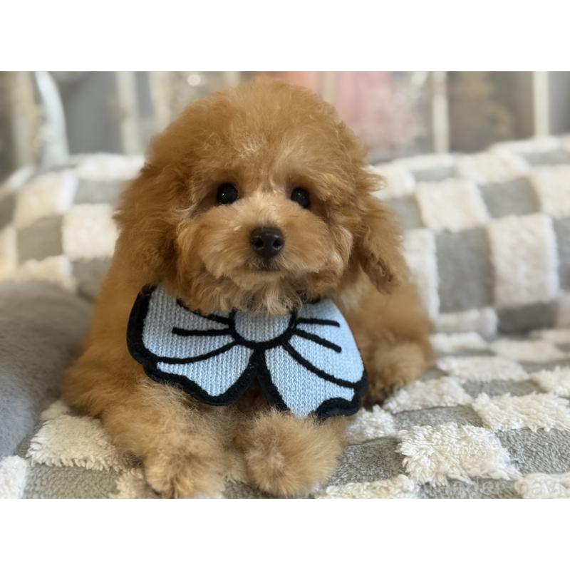 販売中の大阪府のトイプードル-443328の3枚目