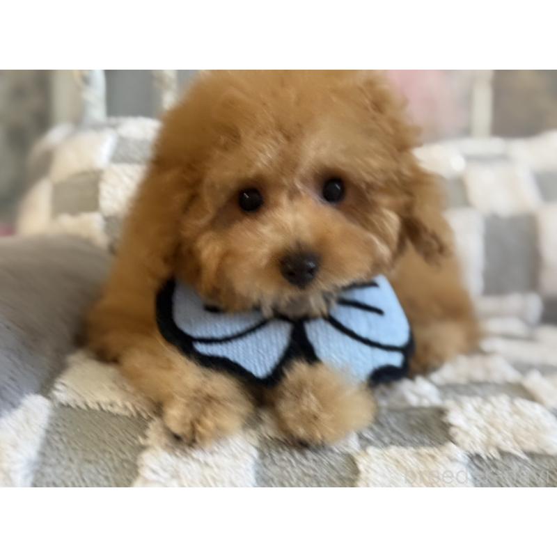 販売中の大阪府のトイプードル-443328の2枚目