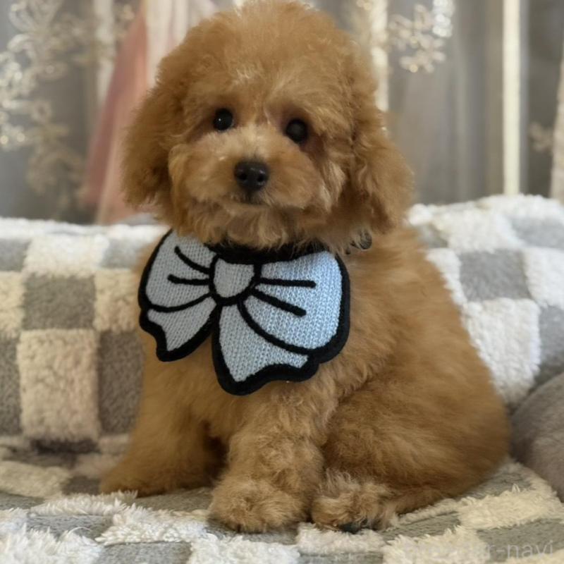 販売中の大阪府のトイプードル-443328の1枚目