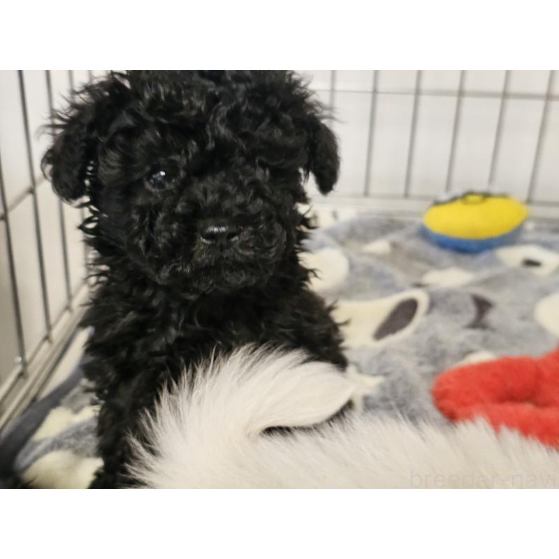 販売中の愛知県のトイプードル-443329の5枚目