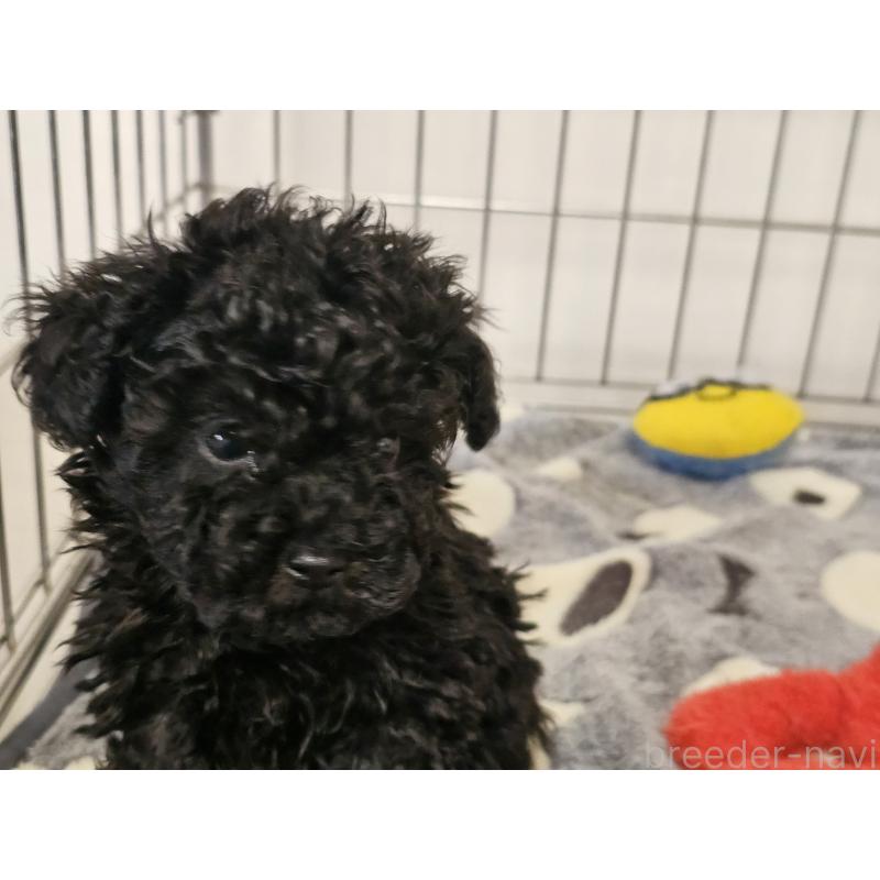 販売中の愛知県のトイプードル-443329の4枚目