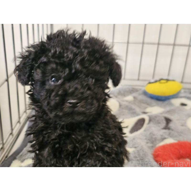 販売中の愛知県のトイプードル-443329の3枚目