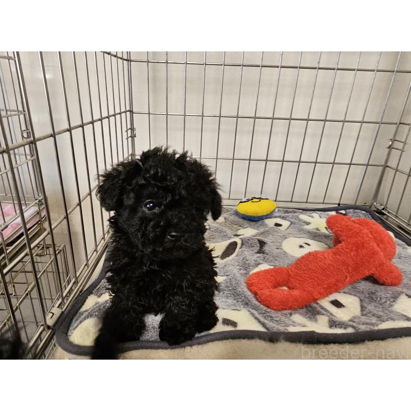 販売中の愛知県のトイプードル-443329の2枚目