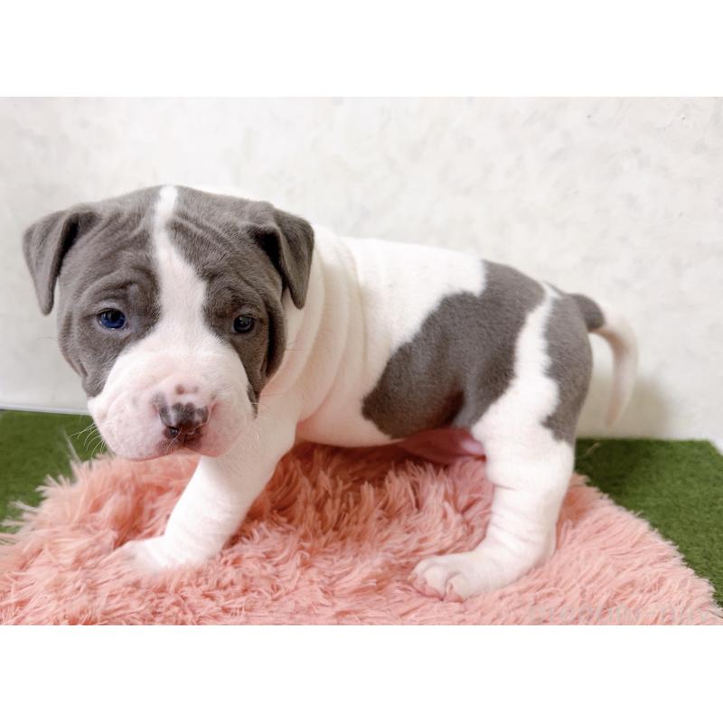 販売中の徳島県のアメリカンピットブルテリア-443337の4枚目