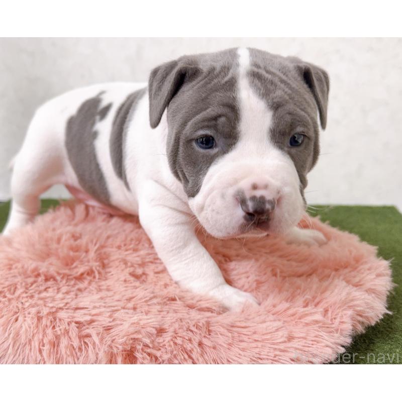 販売中の徳島県のアメリカンピットブルテリア-443337の3枚目