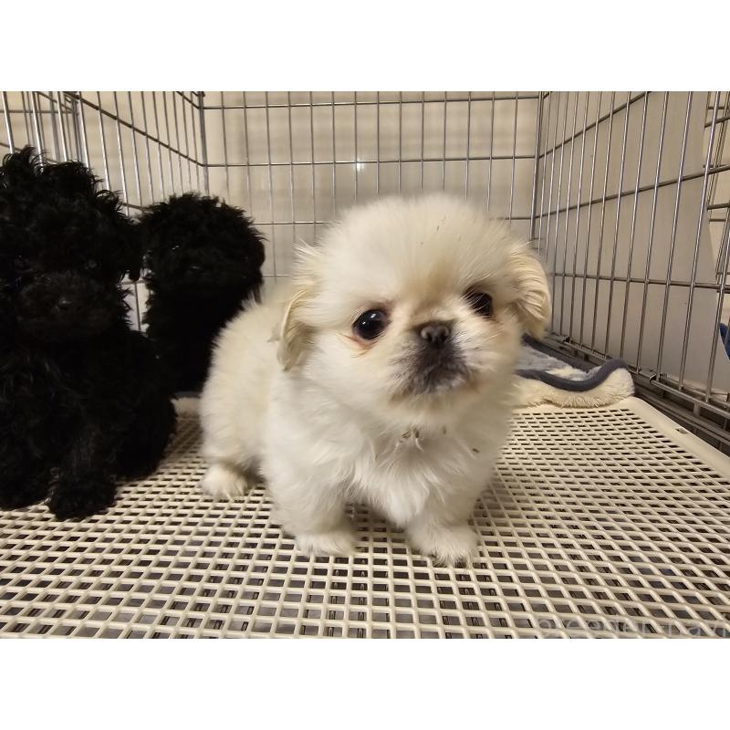 販売中の愛知県のペキニーズ-443331の2枚目