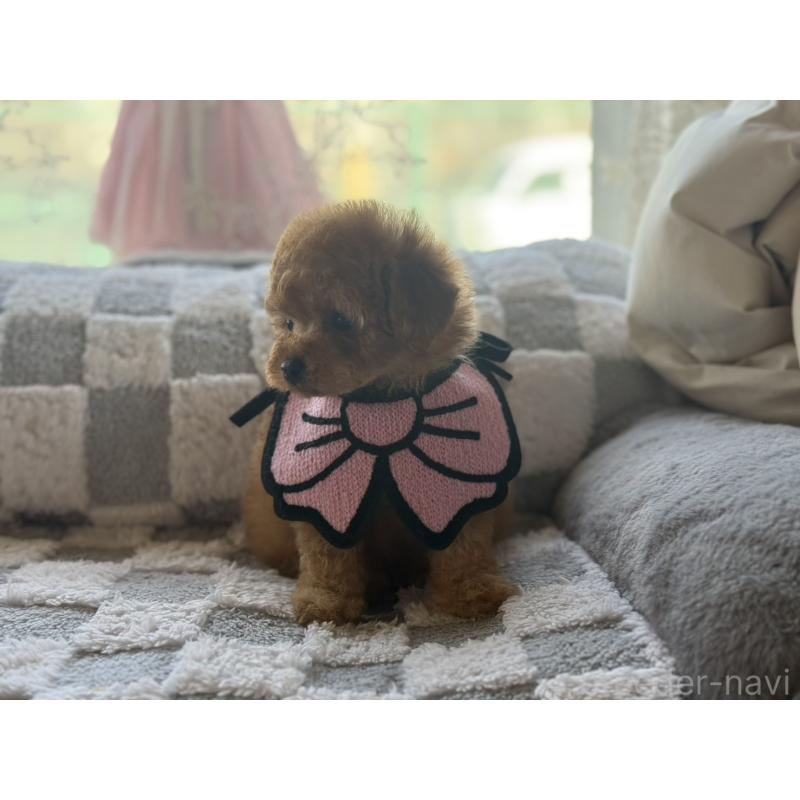 販売中の大阪府のタイニープードル-443332の3枚目