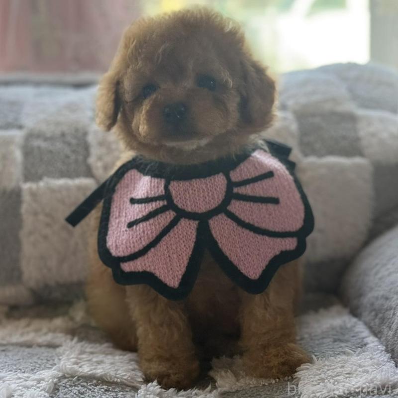 販売中の大阪府のタイニープードル-443332の1枚目