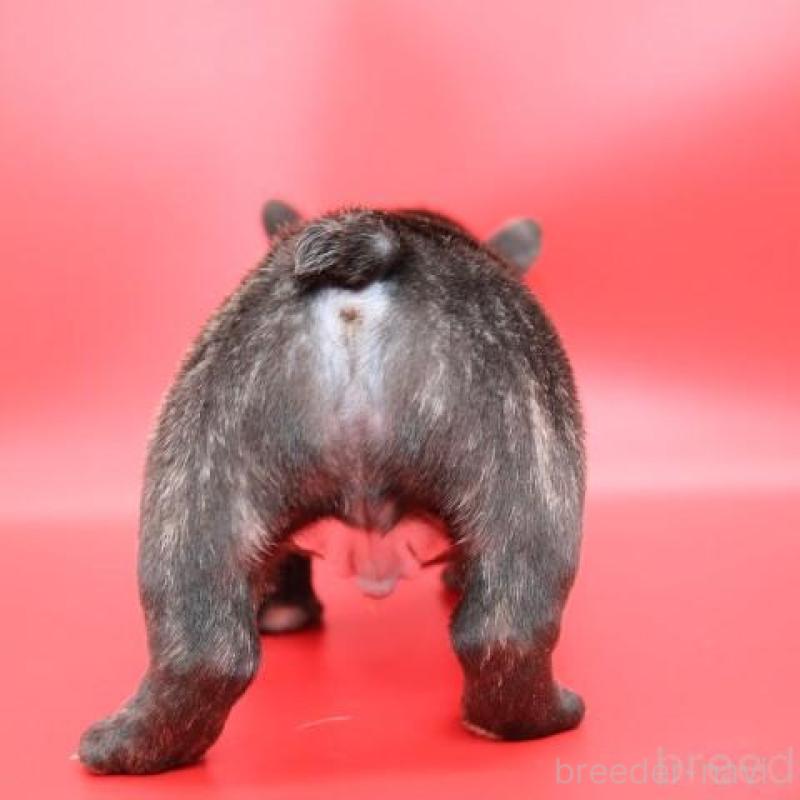 販売中の神奈川県のフレンチブルドッグ-443333の7枚目