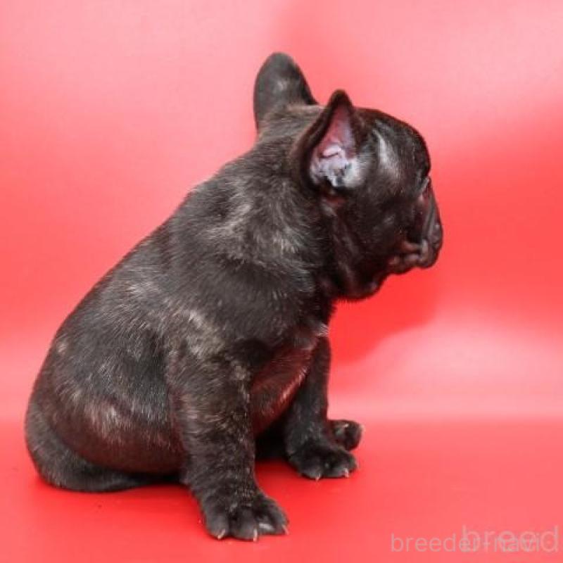 販売中の神奈川県のフレンチブルドッグ-443333の6枚目