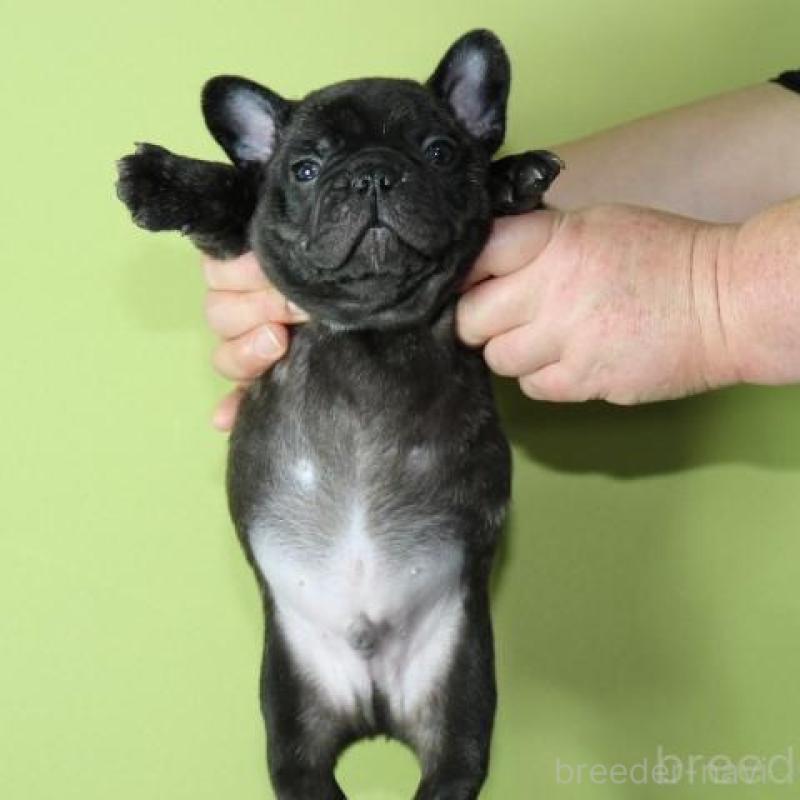 販売中の神奈川県のフレンチブルドッグ-443333の5枚目