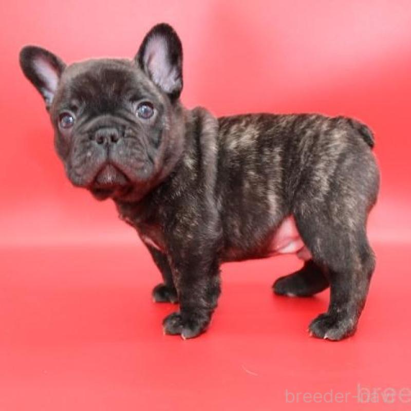 販売中の神奈川県のフレンチブルドッグ-443333の3枚目