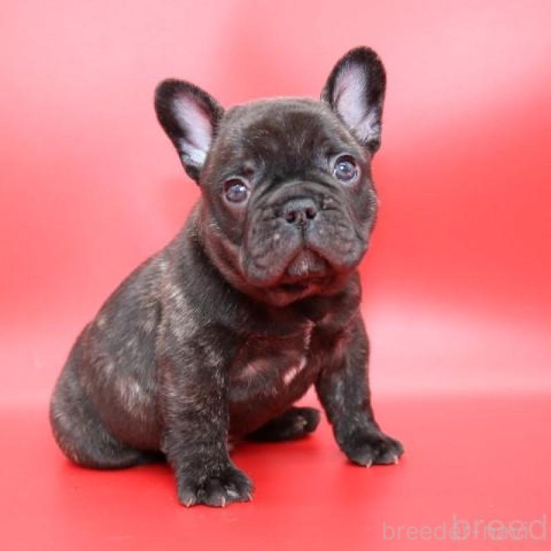 販売中の神奈川県のフレンチブルドッグ-443333の2枚目