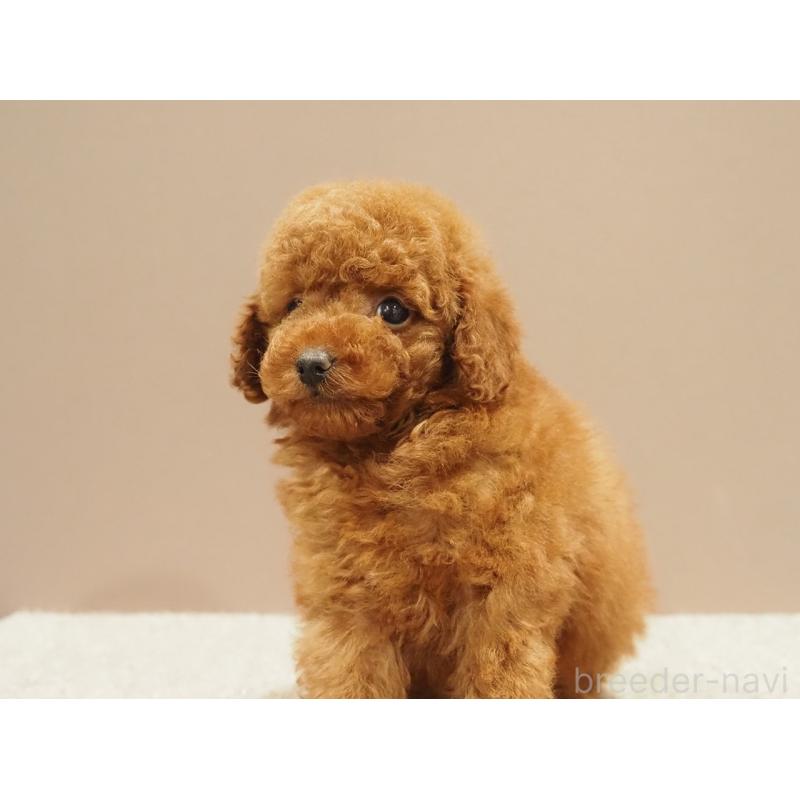 販売中の愛知県のトイプードル-442630の8枚目
