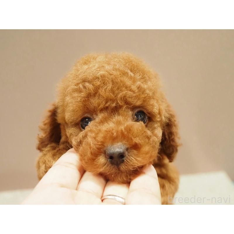 販売中の愛知県のトイプードル-442630の7枚目