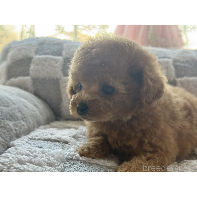 販売中の大阪府のティーカッププードル-443334の4枚目