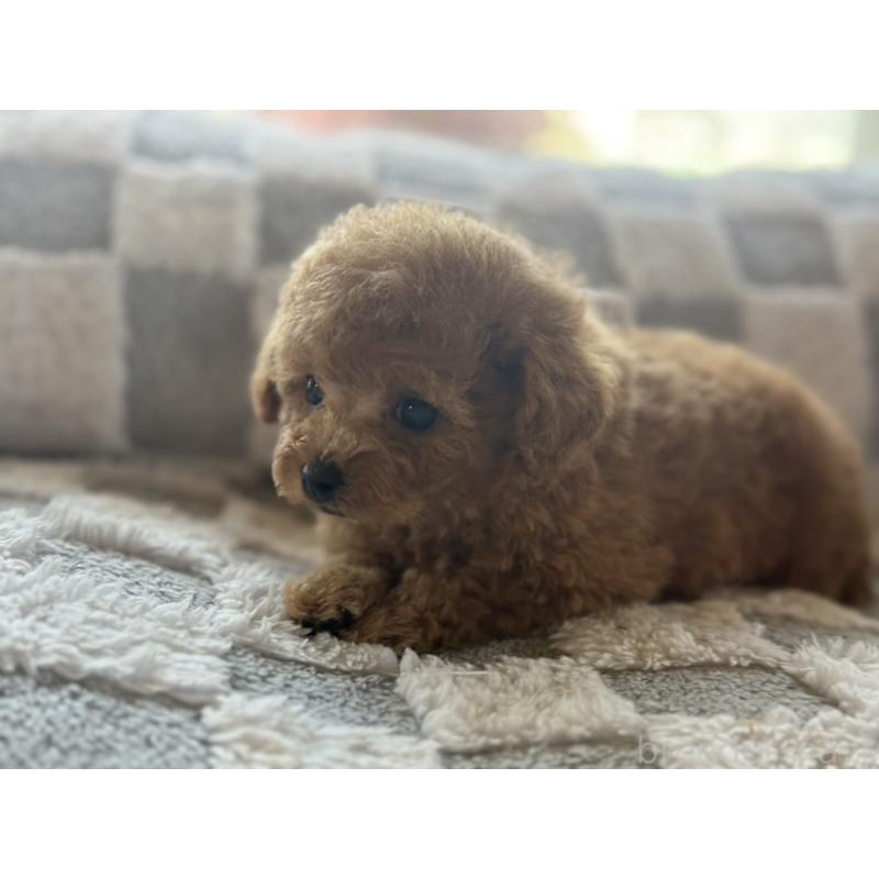 販売中の大阪府のティーカッププードル-443334の3枚目